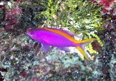 Mirolabrichthys tuka