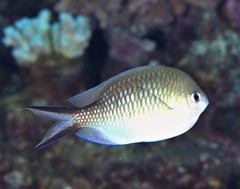 Chromis ternatensis