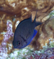 Chromis alpha