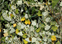 Chenopodium oahuense