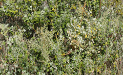Chenopodium oahuense