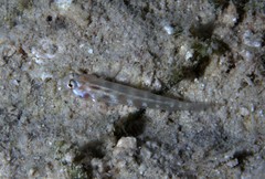 Gnatholepis cauerensis