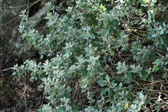 Chenopodium oahuense