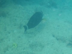 Acanthurus grammoptilus