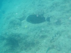 Acanthurus grammoptilus