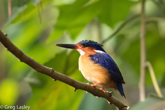 Corythornis vintsioides