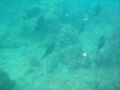 Acanthurus grammoptilus