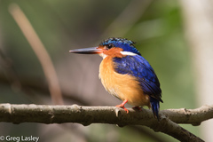 Corythornis vintsioides