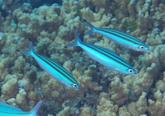 Pterocaesio trilineata