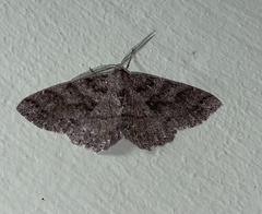 Melanolophia imitata