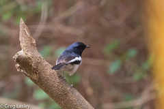 Copsychus albospecularis