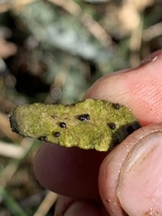 Pyrgulopsis