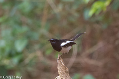 Copsychus albospecularis