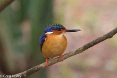 Corythornis vintsioides