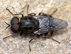 Adoxomyia