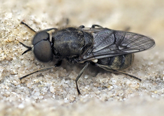 Adoxomyia