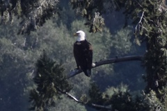 Haliaeetus leucocephalus leucocephalus
