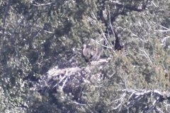 Haliaeetus leucocephalus leucocephalus