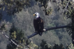 Haliaeetus leucocephalus leucocephalus