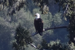 Haliaeetus leucocephalus leucocephalus