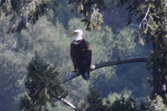 Haliaeetus leucocephalus leucocephalus