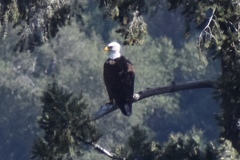 Haliaeetus leucocephalus leucocephalus