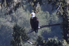 Haliaeetus leucocephalus leucocephalus