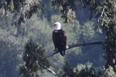 Haliaeetus leucocephalus leucocephalus