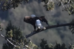 Haliaeetus leucocephalus leucocephalus
