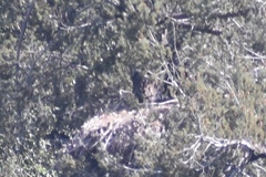 Haliaeetus leucocephalus leucocephalus