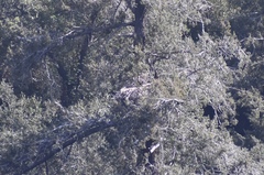 Haliaeetus leucocephalus leucocephalus