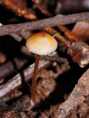 Entoloma aromaticum