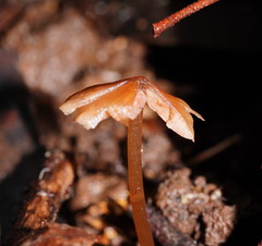 Entoloma aromaticum