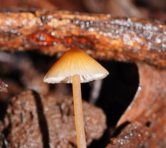 Entoloma aromaticum
