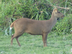 Axis porcinus