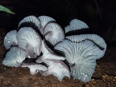 Gerronema waikanaense