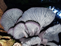 Gerronema waikanaense