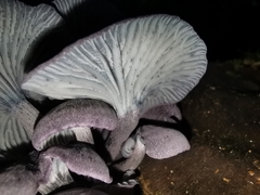 Gerronema waikanaense