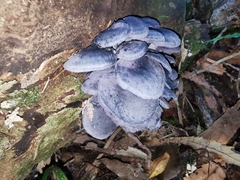 Gerronema waikanaense