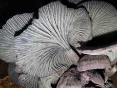 Gerronema waikanaense