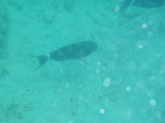 Acanthurus grammoptilus