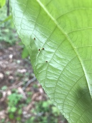 Caryomyia striolata