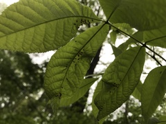Caryomyia striolata