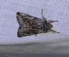 Pleromelloida conserta