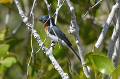 Myiagra ruficollis