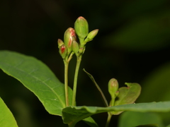Hypericum tubulosum