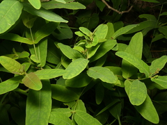 Hypericum tubulosum