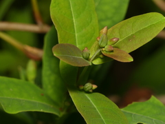Hypericum tubulosum