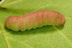 Psimada quadripennis