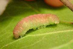 Psimada quadripennis